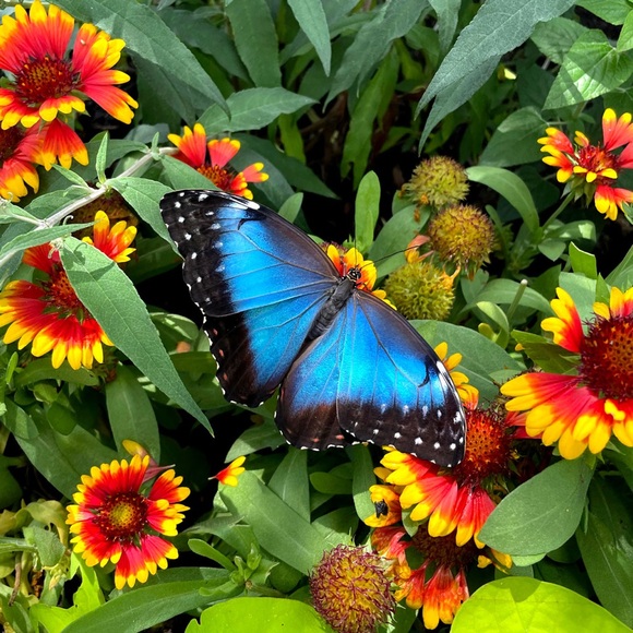 # 1-60 Unlisted Live
Pre-Loved💙 NWT 💙 NWOT 💙 - Picture 5 of 15